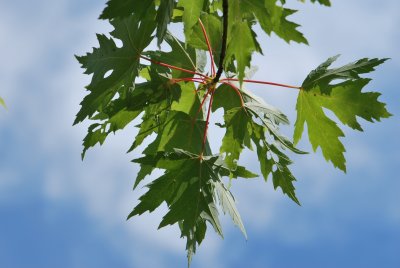 Acer saccharinum - javor stříbrný (54) - listy